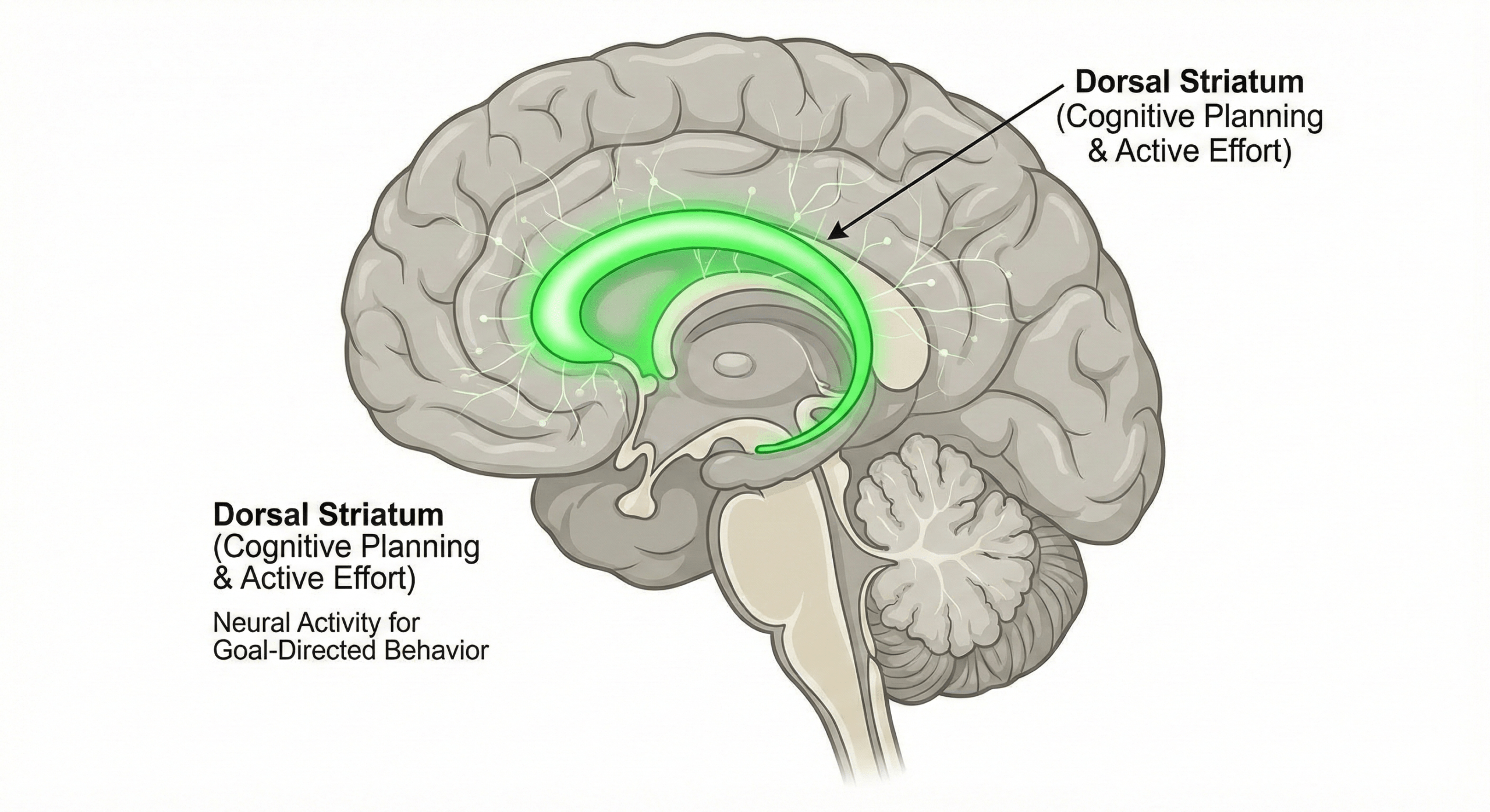 Diagram of the brain highlighting the Dorsal Striatum's location and its function in goal-directed behavior.